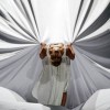 Otello, Pécsi Balett (Fotó: Körtvélyesi László