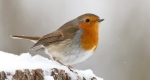 A vörösbegy (Erithacus rubecula) (Fotó: Pixabay)