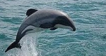 Maui delfin (Fotó: WWF/Will Rayment)