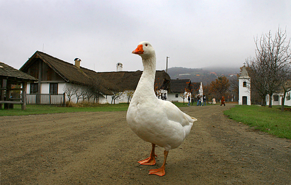 Márton liba