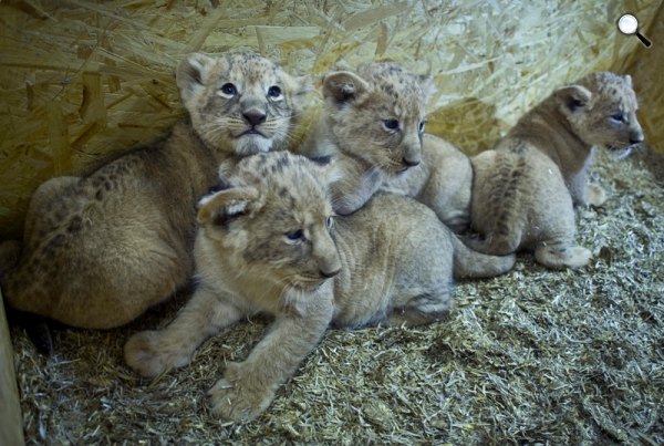 Kicsiből lesz a nagy (MTI Fotó: Ujvári Sándor)