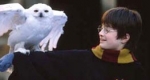 Harry Potter  és Hedwig