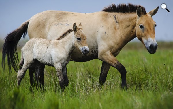 Ázsiai vadló Hortobágyon (MTI Fotó: Czeglédi Zsolt)