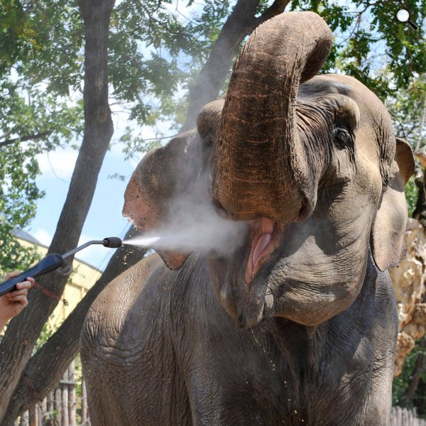 elefánt nyáron az Állatkertben (MTI Fotó: Kovács Attila)