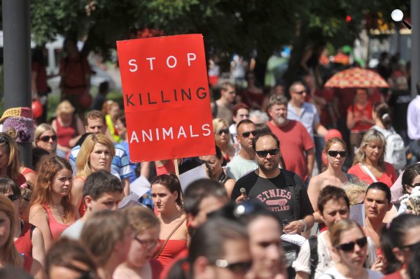 Action Fair Play, állatvédelem, tüntetés