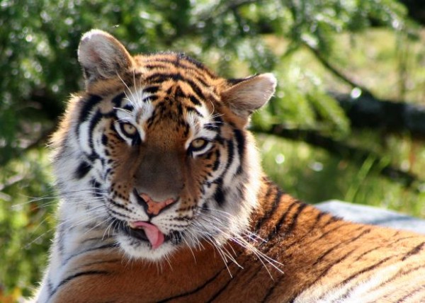 tigris
