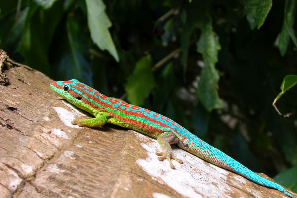 gekko
