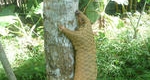 pangolin