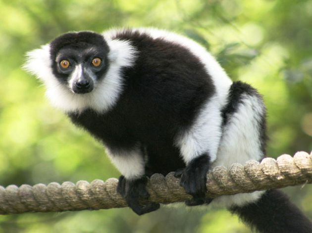 fekete-fehér vari, lemur (Fotó: Wikipédia) fekete-fehér vari, lemur (Fotó: Wikipédia)
