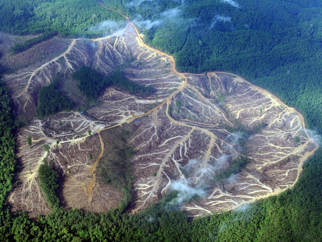 Eyewitness Deforestation