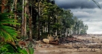 esőerdő, WWF