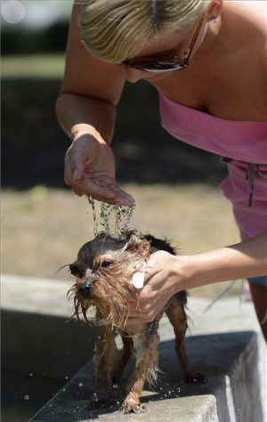 kutya, kánikula (MTI Fotó: Kovács Tamás)