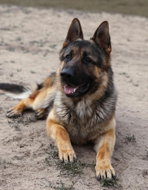 Mancs (Forrás: Újbpfilm)