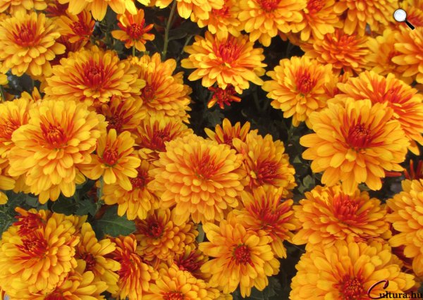 krizantén (fotó: Cultura)