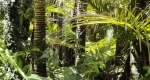 Amazonas, esőerdő