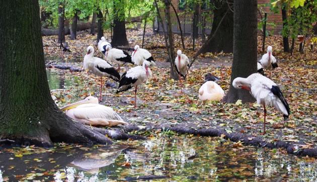 Szegedi Vadaspark