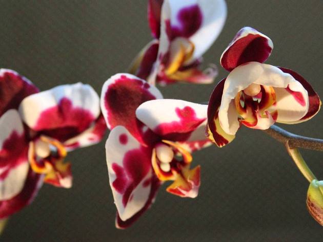 orchidea (Magyar Orchidea Társaság) orchidea (Magyar Orchidea Társaság)