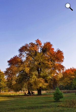 Év fája 2013, vackorfa (vadkörte) (fotó: Takács Gábor)