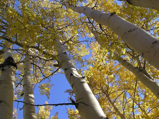 Pando, a Remegő Óriás (fotó: Booker.hu)