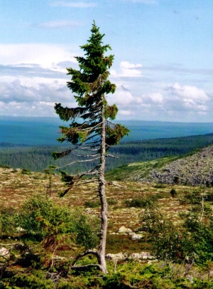 a vén Tjikko (fotó: Booker.hu)