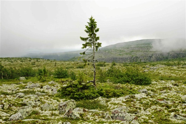 a vén Tjikko, tövében a krummholz-formációval (fotó: Booker.hu)