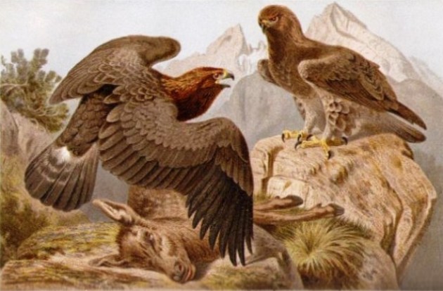 Brehm: Tierleben, madarak (Állatok világa)