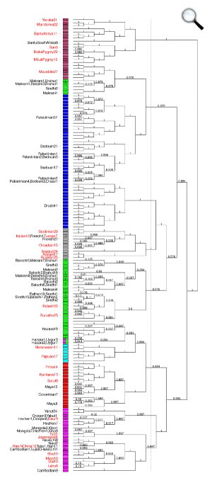 az emberiség 95 populációjának genetikai térképe (Fotó: paintmychromosomes.com)