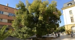 1100 éves Öreg szil, Az év fája 2014, Bulgária, Szliven (Fotó: treeoftheyear.org)