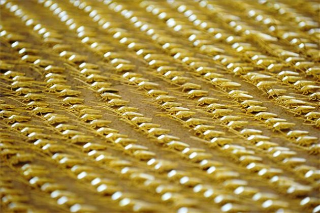 Kiss Miklós: Goldenroach Unlimited (MTI Fotó: Czimbal Gyula)