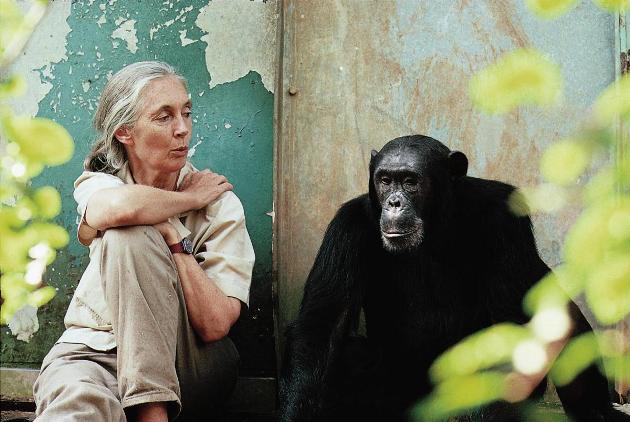 Jane Goodall (Fotó: The Jane Goodall Institute, janegoodall.org)