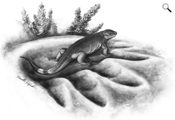 Eocasea martini (Fotó: ScienceDaily/Danielle Dufault)