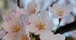 Sakura, cseresznye virágzása