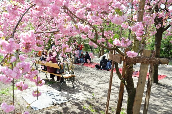 	 Fűvészkert - japán cseresznyefa virágzása