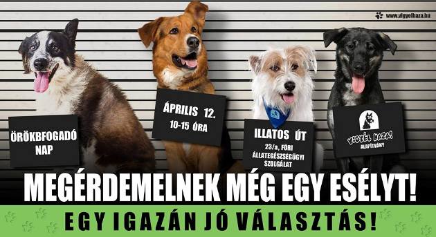 Örökbefogadónap, Vigyél Haza Alapítvány