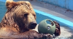 kamcsatkai medve, Fővárosi Állat- és Növénykert (Fotó: Bagosi Zoltán/zoobudapest.com)