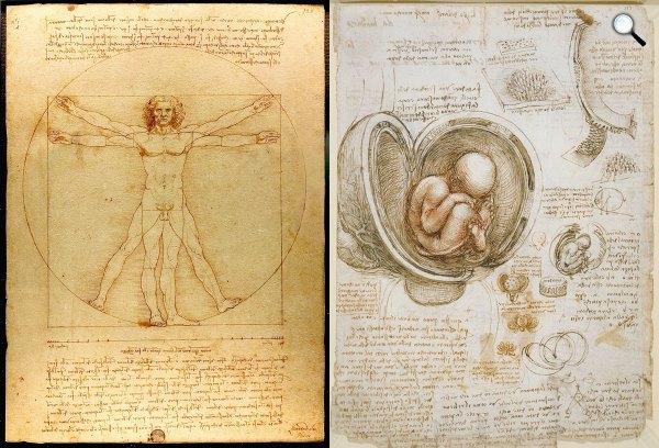 Leonardo da Vinci: Az ember teste, 1492; Az ember teste, embrió ca. 1510-1512 (Fotó: Wikimédia)