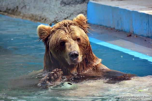 kamcsatkai medve, Fővárosi Állat- és Növénykert (Fotó: Bagosi Zoltán/zoobudapest.com)