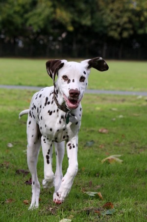 kutya, dalmata