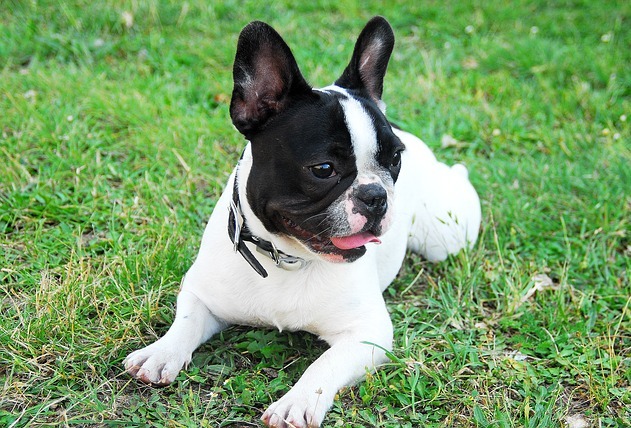 kutya, francia bulldog