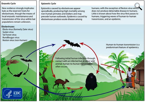 Az Ebola-vírus az amerikai CDC által valószínűsített életciklusa. (Forrás: CDC)