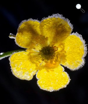 Virágon megfagyott dér Zabar közelében (MTI Fotó: Komka Péter)