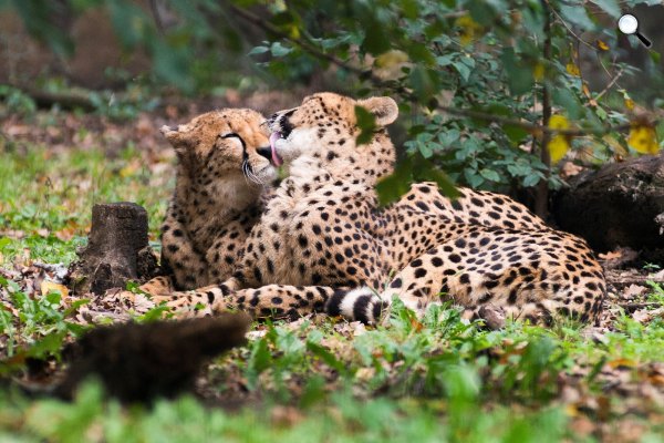 Taiga és Tiara, a Nyíregyházi Állatpark két új nőstény gepárdja (Acinonyx jubatus) (MTI Fotó: Balázs Attila)