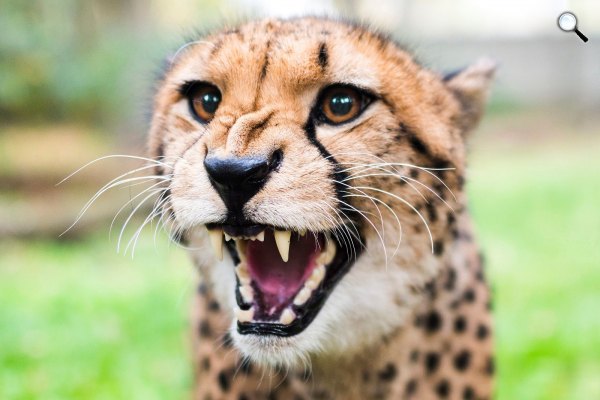 Tiara, a Nyíregyházi Állatpark két új nőstény gepárdjának (Acinonyx jubatus) egyike (MTI Fotó: Balázs Attila)