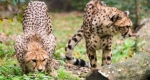 Taiga és Tiara, a Nyíregyházi Állatpark két új nőstény gepárdja (Acinonyx jubatus) (MTI Fotó: Balázs Attila)