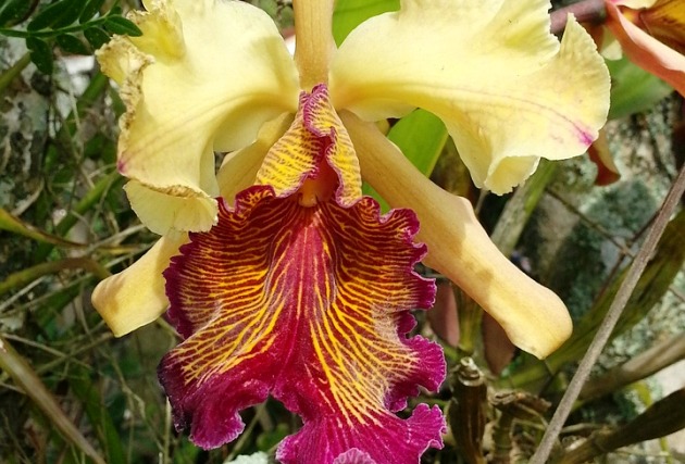 Orchidea, Cattleya, virág