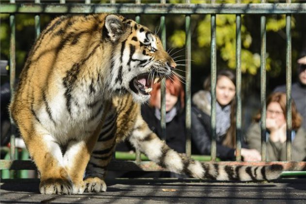 Szibériai tigris (MTI Fotó: Czeglédi Zsolt)