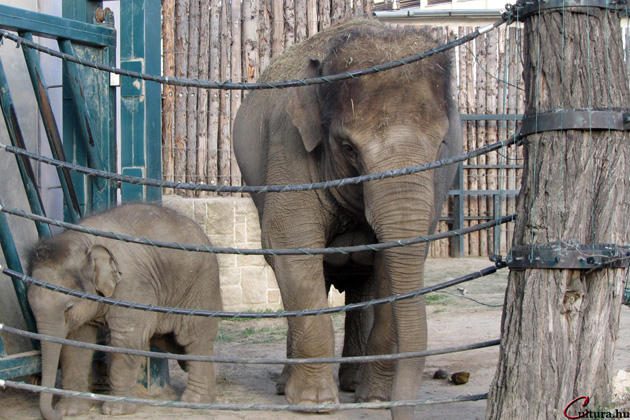 Fővárosi Állat- és Növénykert, elefántok (Fotó: Bernd Bleiel/Cultura.hu)