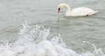 Tél a Balatonon, 2014. december (MTI Fotó: Varga György)