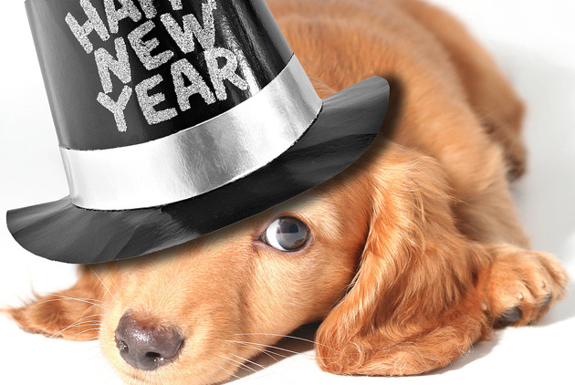 Új év, kutya