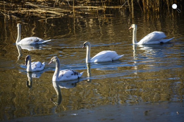  Hattyúk a Tisza egyik holtágában Tiszadada közelében (MTI Fotó: Czeglédi Zsolt )